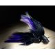 GT Popper Black/Purple