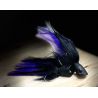 GT Popper Black/Purple