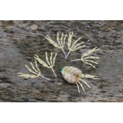 Arabian Fleeing Crab