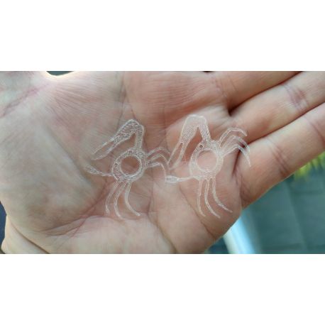 FIDDLER CRAB