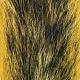 Fox Squirrel Tails