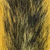 Fox Squirrel Tails