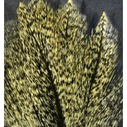 Coq De Leon Barred Speckled Aconchado