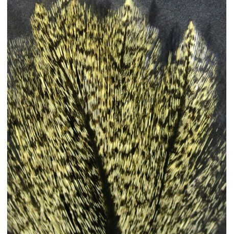 Coq De Leon Barred Speckled Aconchado