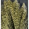 Coq De Leon Barred Speckled Aconchado