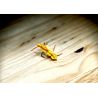 XFA Hit Leg Yellow Hopper