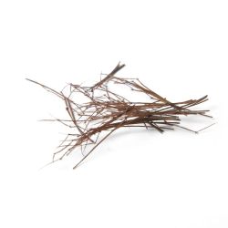 PATTES D’INSECTES NATURELLES