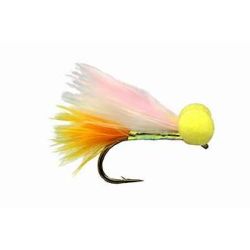 SUNBURST TAILED CANDY BOOBY