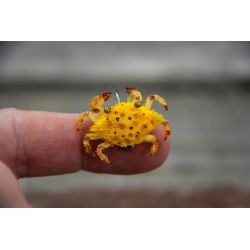Flats Craft Ketta Crab